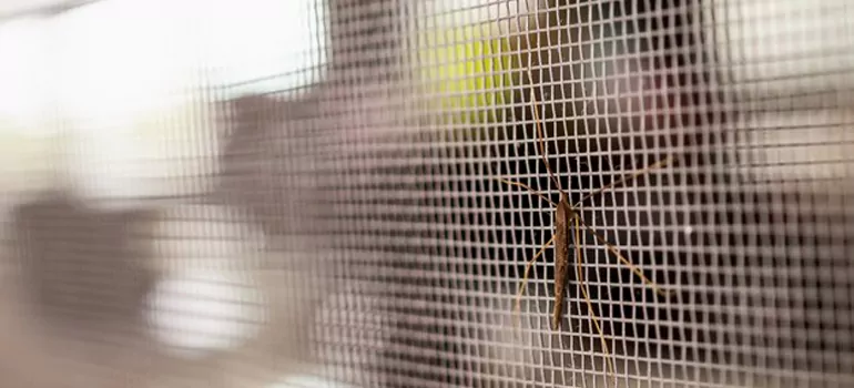 Repair Mosquito Mesh For Windows in Titusville, FL